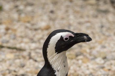 İtalya 'da bir hayvanat bahçesinde Afrika penguen