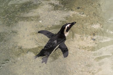 İtalya 'da bir hayvanat bahçesinde Afrika penguen