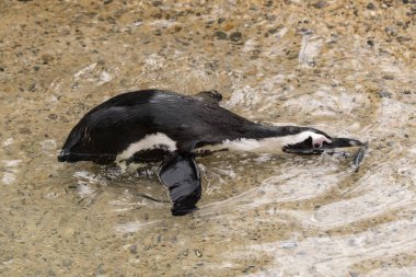 İtalya 'da bir hayvanat bahçesinde Afrika penguen