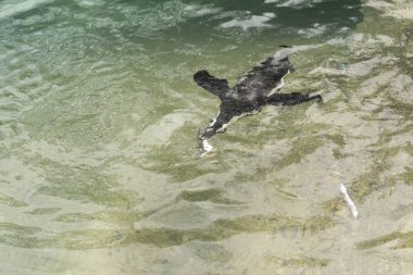 İtalya 'da bir hayvanat bahçesinde Afrika penguen