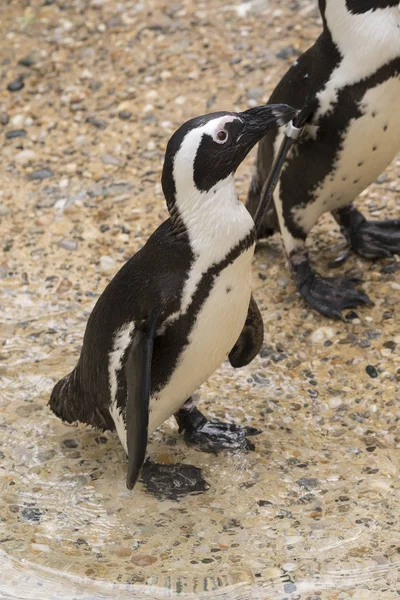 Африканский Пингвин Зоопарке Италии — стоковое фото