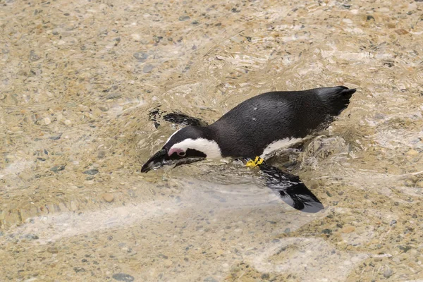 African Penguin Zoo Italy — Stock Photo, Image