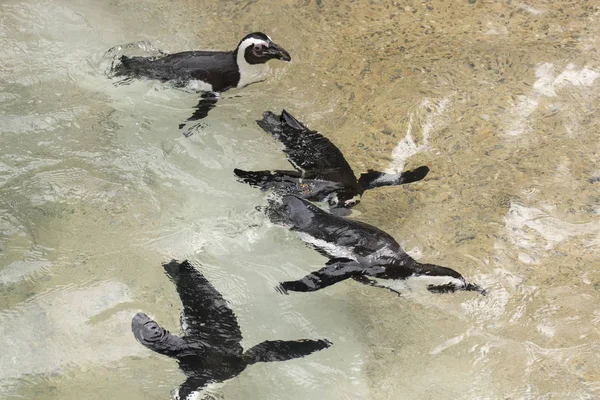 African Penguin Zoo Italy — Stock Photo, Image