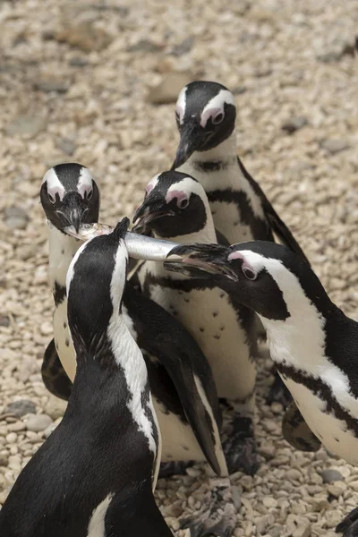 Tučan Africká Italské Zoo — Stock fotografie