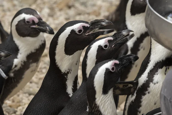 Африканский Пингвин Зоопарке Италии — стоковое фото