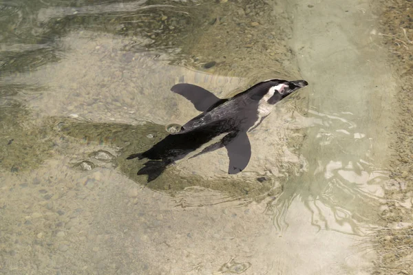 Pingüino Africano Zoológico Italia — Foto de Stock