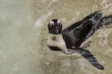 İtalya 'da bir hayvanat bahçesinde Afrika penguen