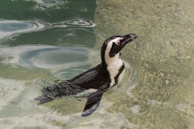 İtalya 'da bir hayvanat bahçesinde Afrika penguen