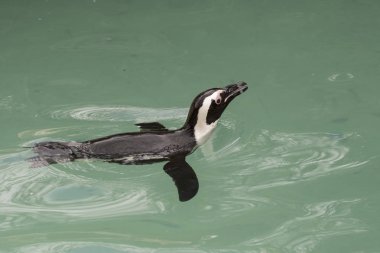 İtalya 'da bir hayvanat bahçesinde Afrika penguen
