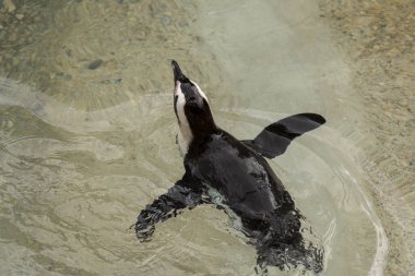 İtalya 'da bir hayvanat bahçesinde Afrika penguen