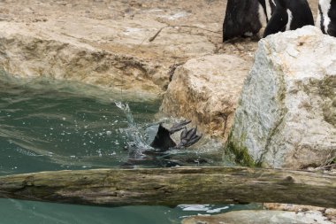 İtalya 'da bir hayvanat bahçesinde Afrika penguen