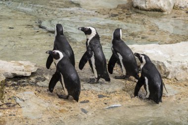 İtalya 'da bir hayvanat bahçesinde Afrika penguen
