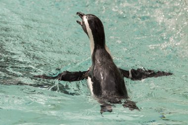 İtalya 'da bir hayvanat bahçesinde Afrika penguen