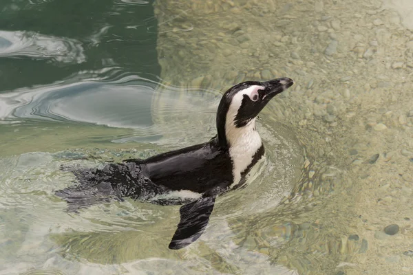 Pingüino Africano Zoológico Italia — Foto de Stock
