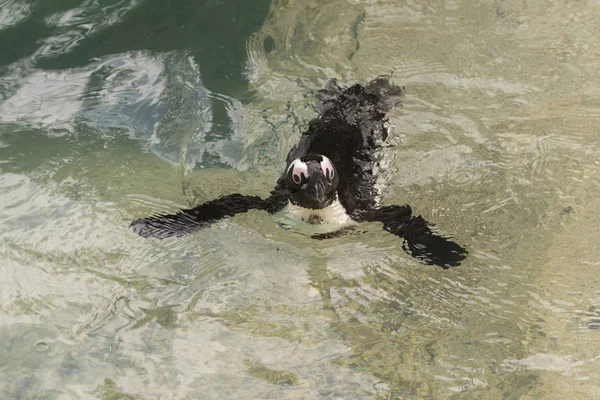 Pinguim Africano Zoológico Itália — Fotografia de Stock