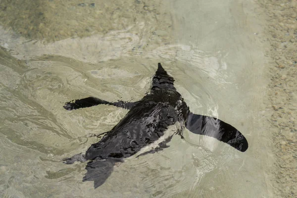 Pinguim Africano Zoológico Itália — Fotografia de Stock