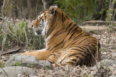 İtalya 'da bir hayvanat bahçesinde dinlenme kaplan