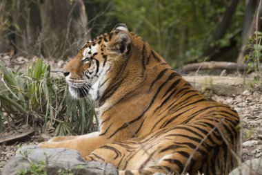 İtalya 'da bir hayvanat bahçesinde dinlenme kaplan