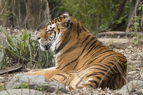 Tigre Reposant Dans Zoo Italie — Photo