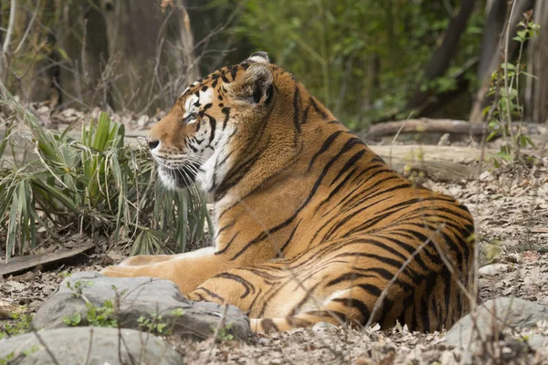 Tiger Resting Zoo Italy — Stock Photo, Image