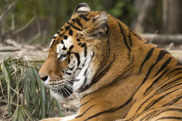 Tigre Reposant Dans Zoo Italie — Photo