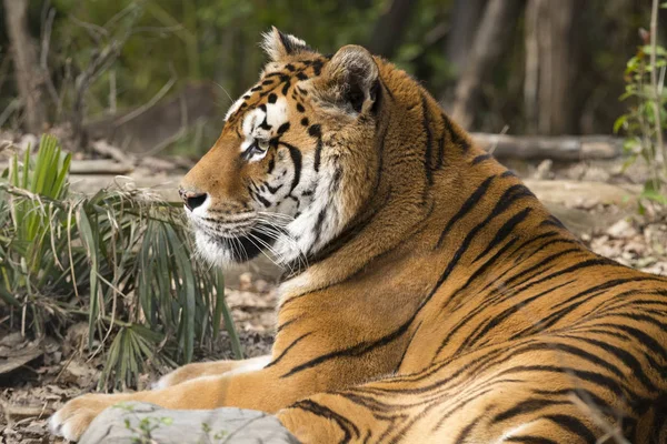 Tigre Reposant Dans Zoo Italie — Photo