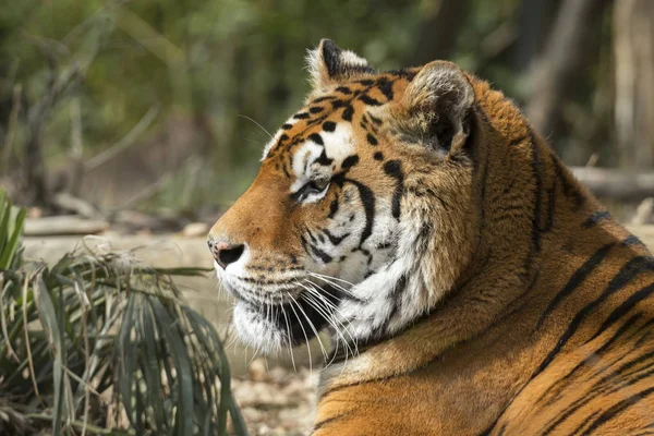 Tiger Vilar Djurpark Italien — Stockfoto