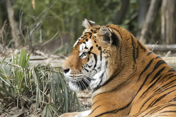 Tigre Reposant Dans Zoo Italie — Photo