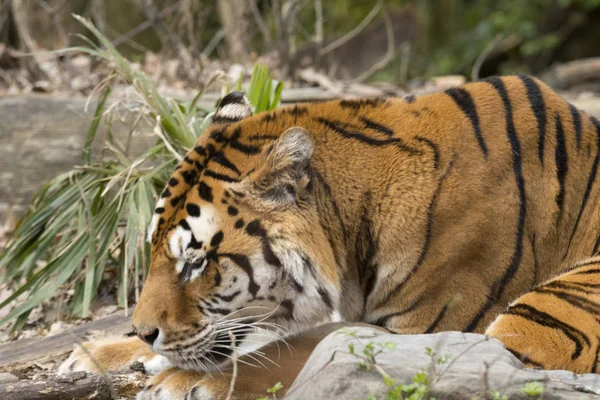 Tigre Reposant Dans Zoo Italie — Photo