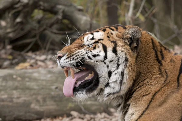 Tiger Resting Zoo Italy — Stock Photo, Image