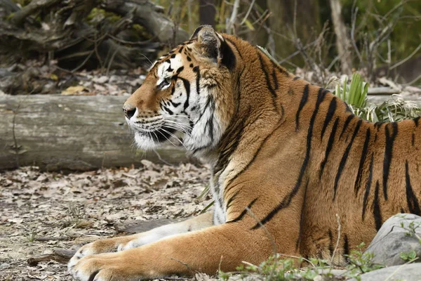 Tigre Reposant Dans Zoo Italie — Photo