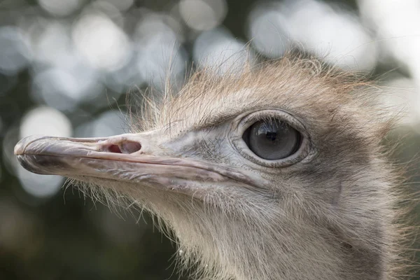 Strauß Einem Zoo Italien — Stockfoto