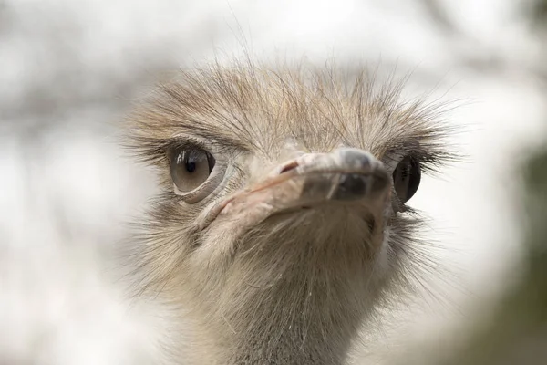 Strauß Einem Zoo Italien — Stockfoto