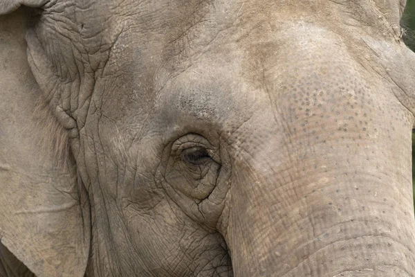 Éléphant Reposant Dans Zoo Italie — Photo