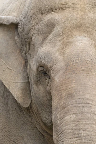Éléphant Reposant Dans Zoo Italie — Photo