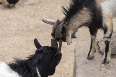 Italya 'da boynuzları ile mücadele keçi