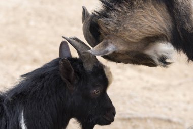 Italya 'da boynuzları ile mücadele keçi