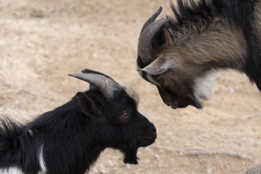Italya 'da boynuzları ile mücadele keçi