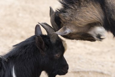 Italya 'da boynuzları ile mücadele keçi