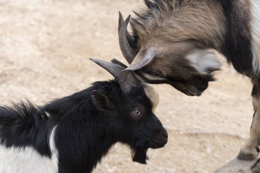 Italya 'da boynuzları ile mücadele keçi