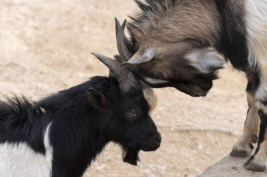Italya 'da boynuzları ile mücadele keçi