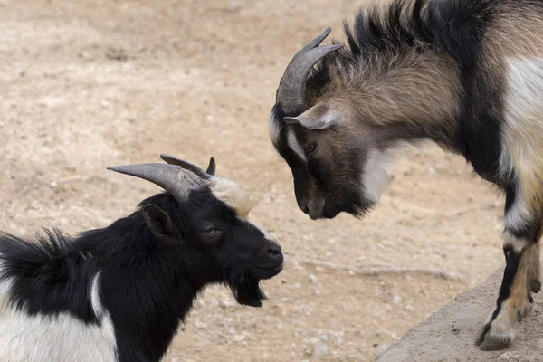 Italya 'da boynuzları ile mücadele keçi