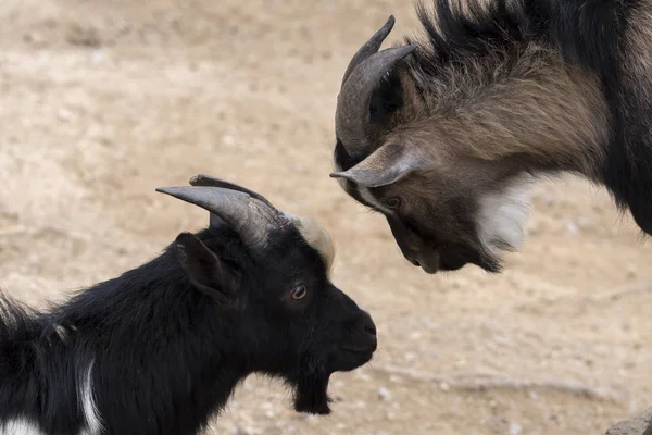 Italya 'da boynuzları ile mücadele keçi