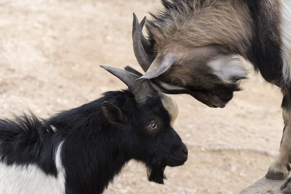 Italya 'da boynuzları ile mücadele keçi