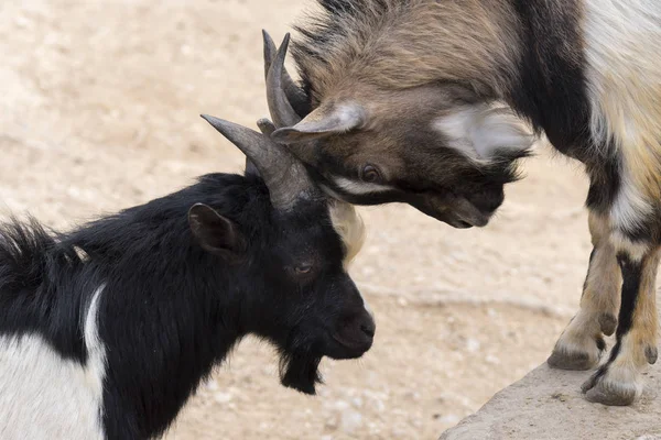 Italya 'da boynuzları ile mücadele keçi
