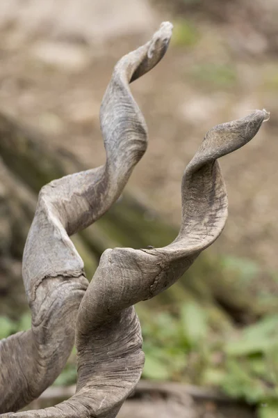 Italya 'da bir hayvanat bahçesinde markor dinlenme