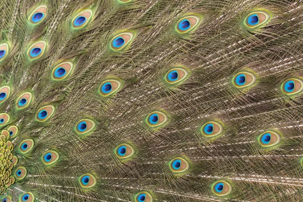 peacock making the wheel in the mating season