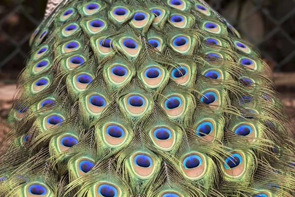 Peacock Making Wheel Mating Season — Stock Photo, Image