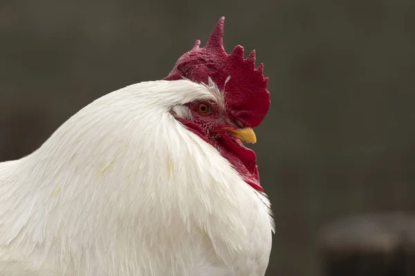 Perto Galo Uma Fazenda — Fotografia de Stock