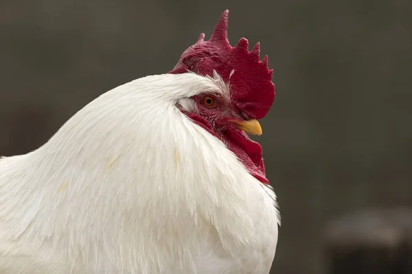 Perto Galo Uma Fazenda — Fotografia de Stock